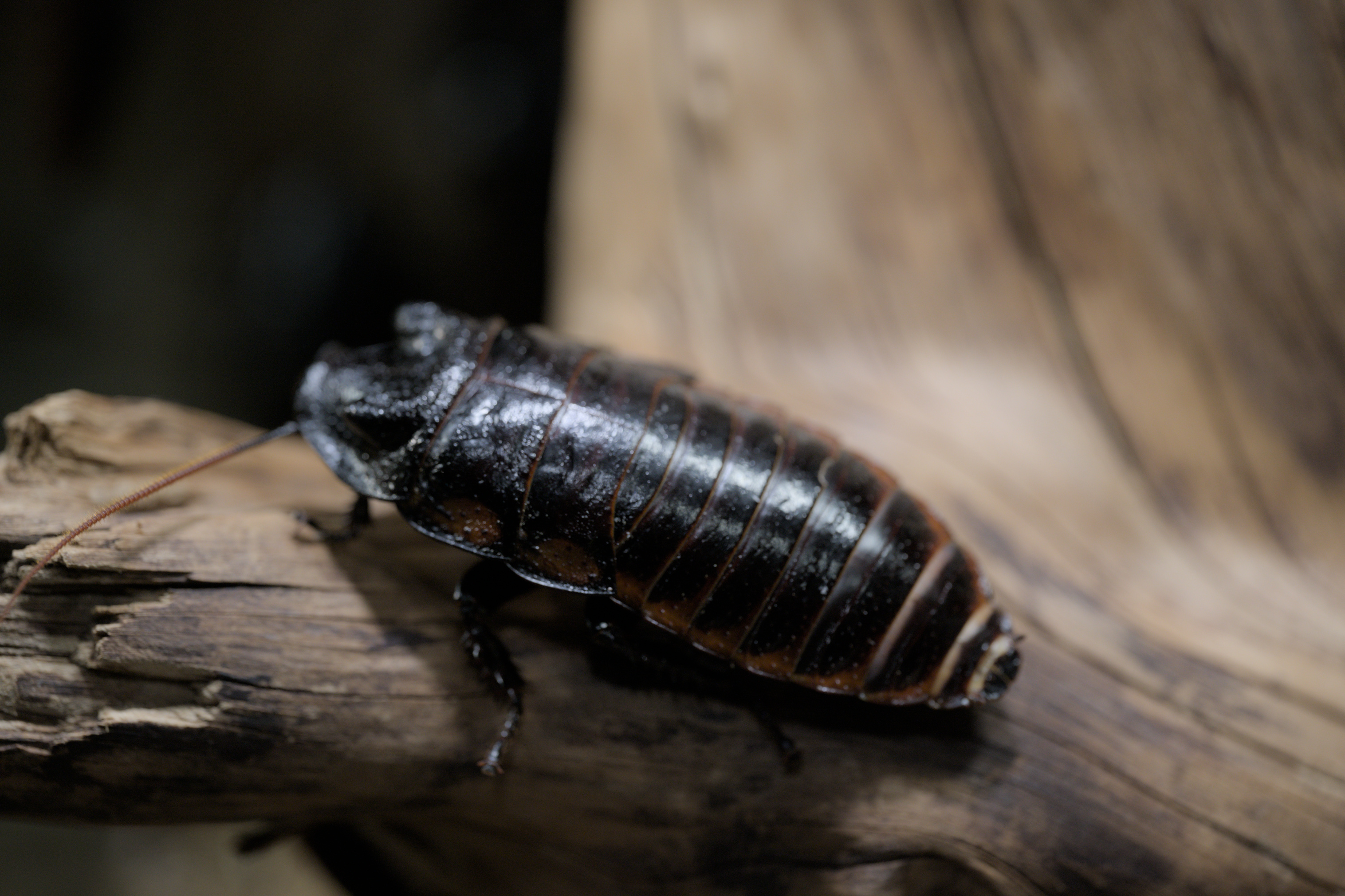 2025/10/12 - zoo/DSC_0206.jpg